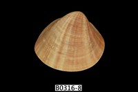 藏品(臺灣文蛤)的圖片